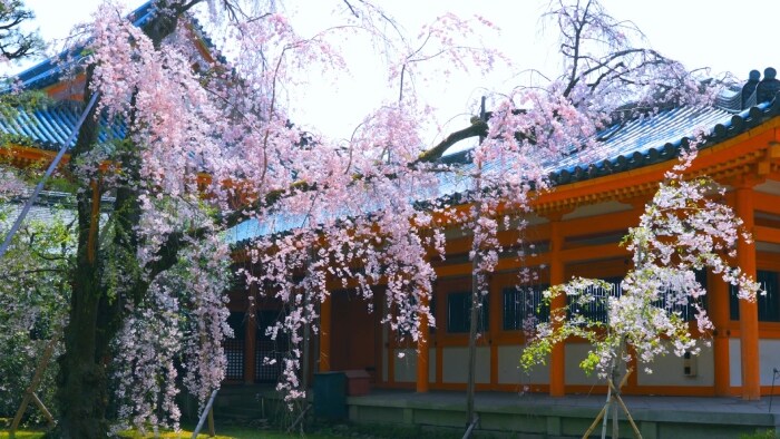 Japanese blossom gallery image2