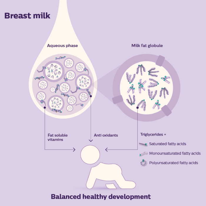 Human milk composition